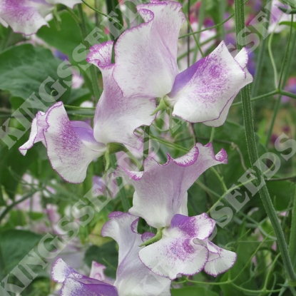 Picture of Sweet Pea Spencer - Lady Nicholson